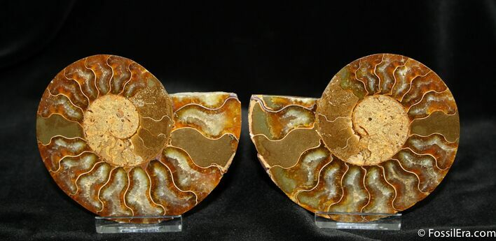 Inch Split Ammonite Pair From Madagascar #764